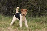 FOX TERRIER 519